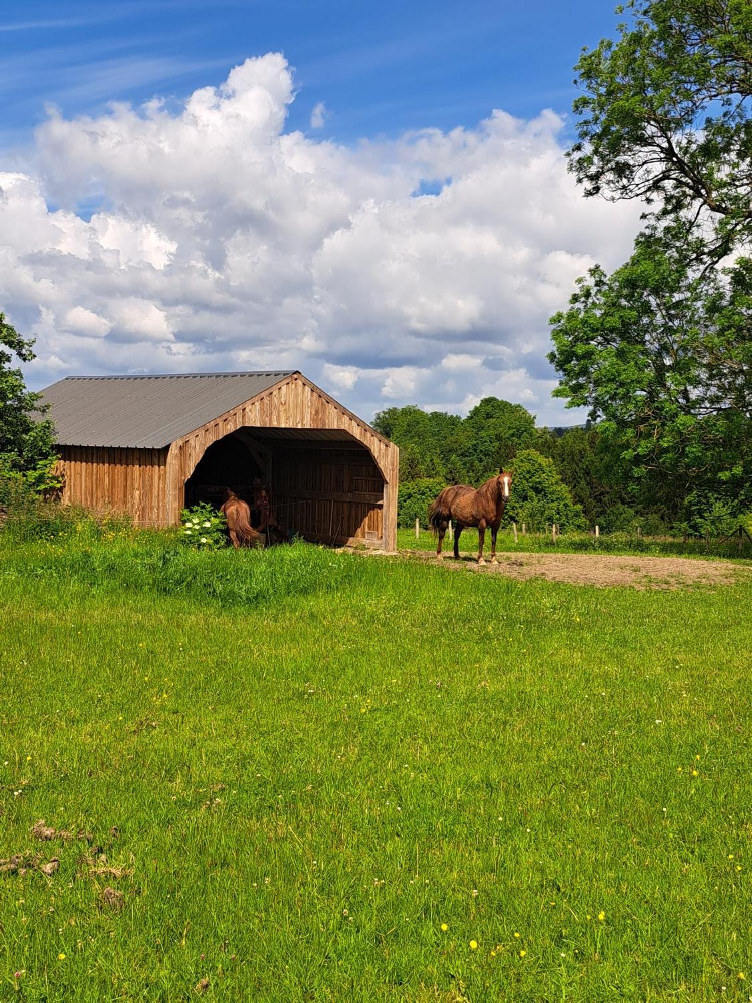 Gite L'Olivier A Filly - Nadrin, Entre Houffalize Et La Roche-En-Ardenne Εξωτερικό φωτογραφία